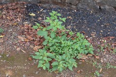 Solanum americanum